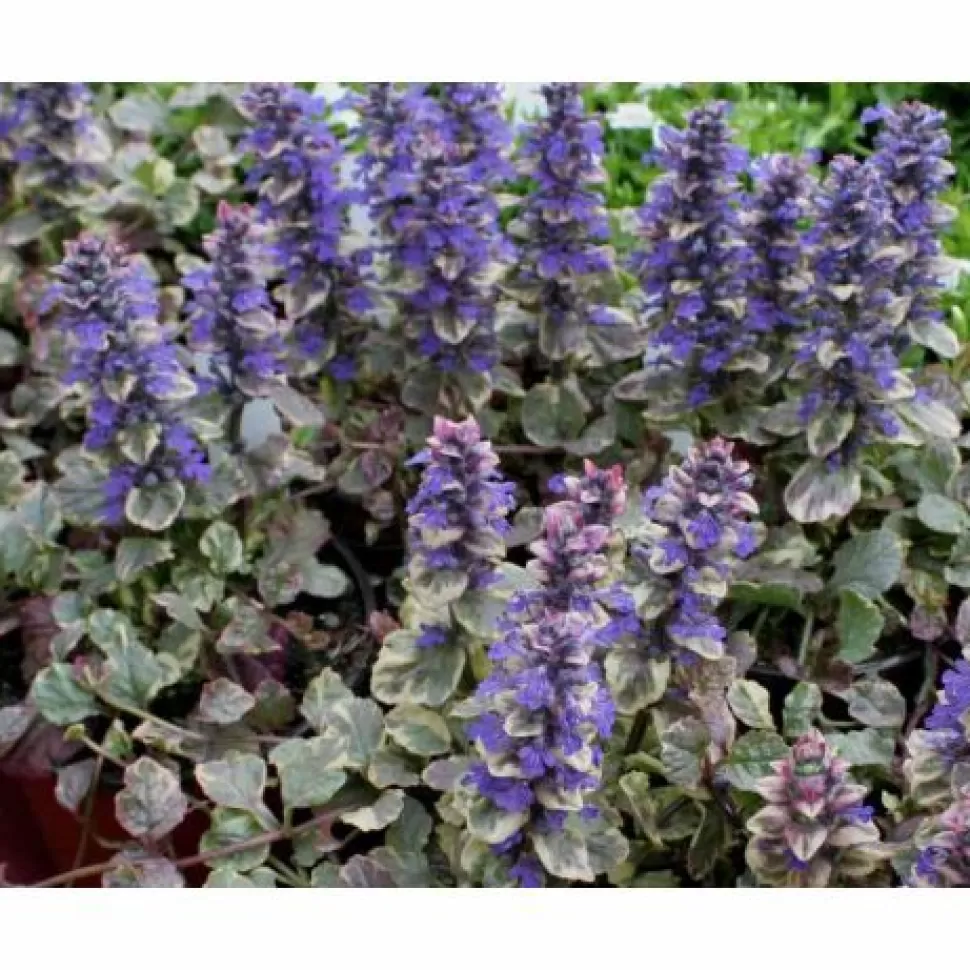 3 Piante Di Ajuga Burgundy Glow Vaso 13Cm>PERAGASHOP Flash Sale