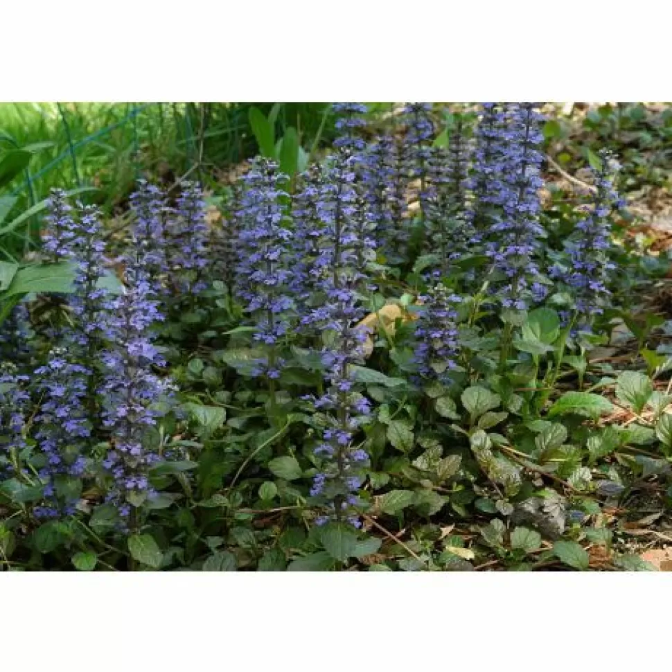 3 Piante Di Ajuga Burgundy Glow Vaso 13Cm>PERAGASHOP Flash Sale