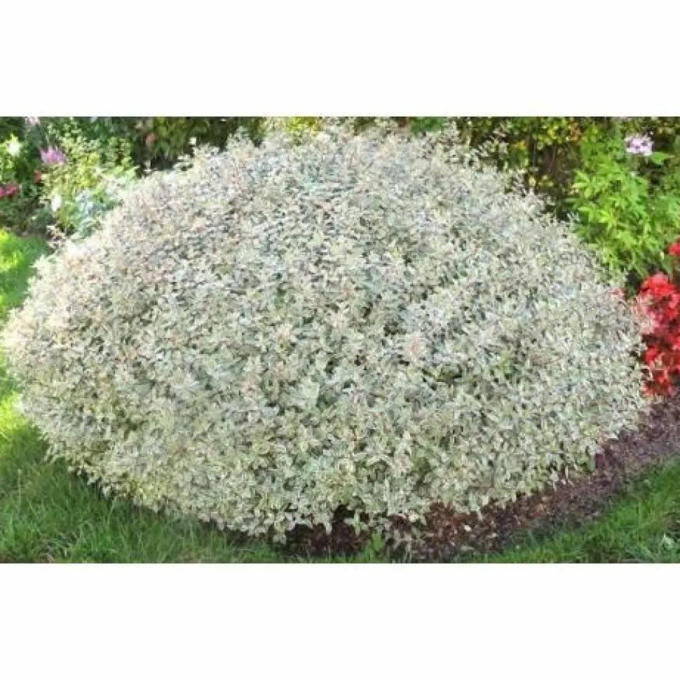 Abelia Grandiflora Confetti Vaso 18Cm>PERAGASHOP Cheap