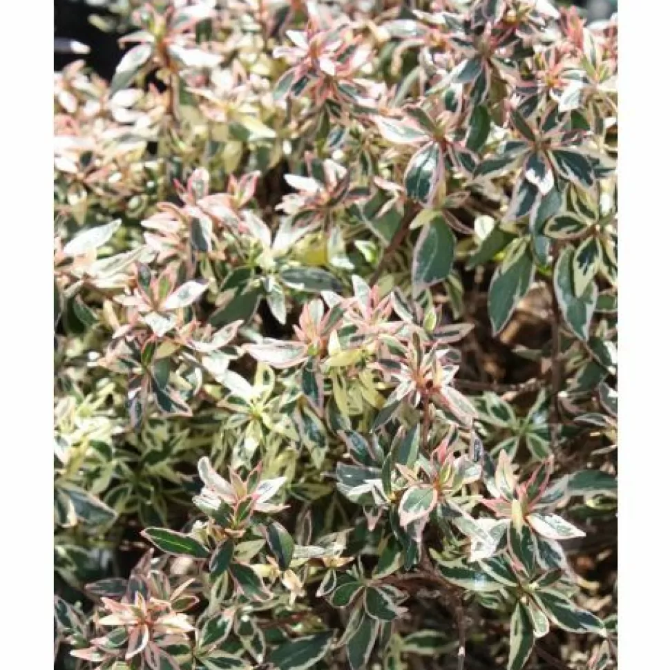 Abelia Grandiflora Confetti Vaso 18Cm>PERAGASHOP Cheap