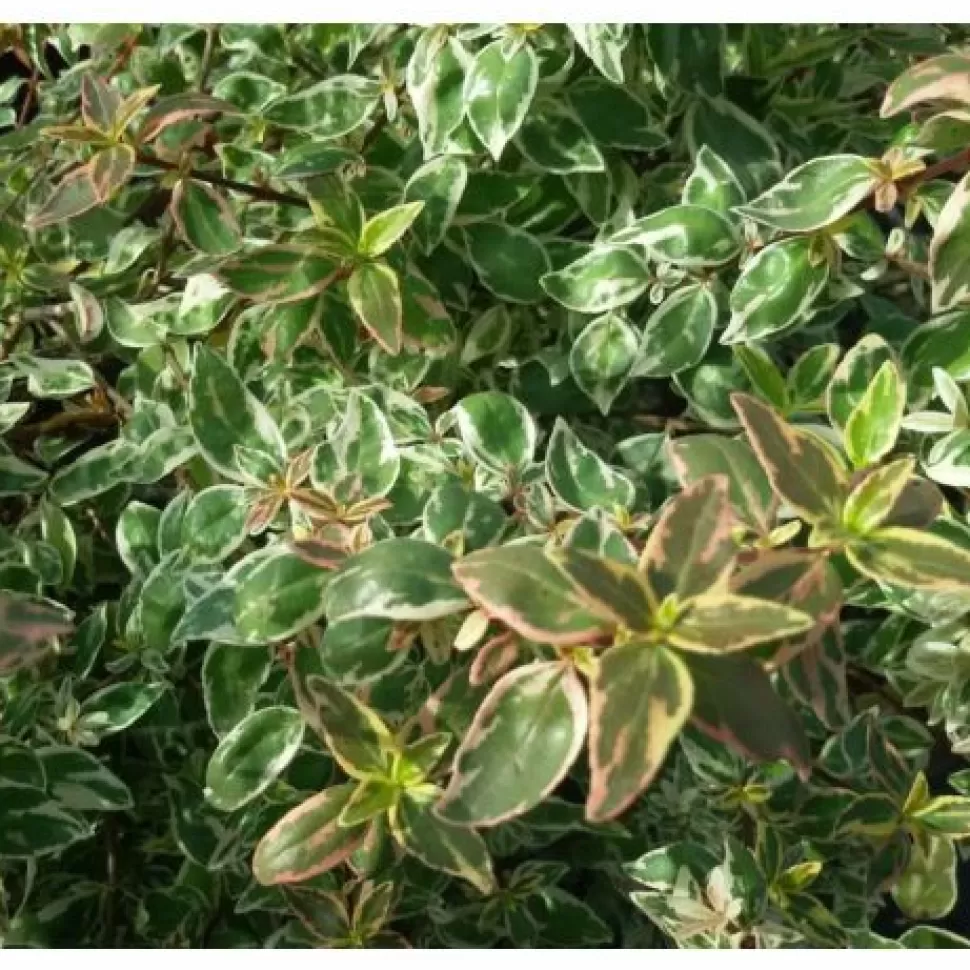 Abelia Grandiflora Sparkling Silver Vaso 17Cm>PERAGASHOP New