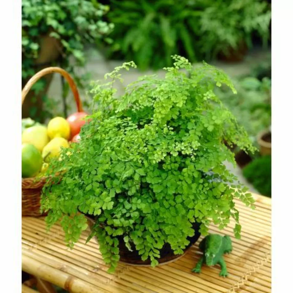 Adiantum Raddianum Fragrans Vaso 12Cm>PERAGASHOP Shop