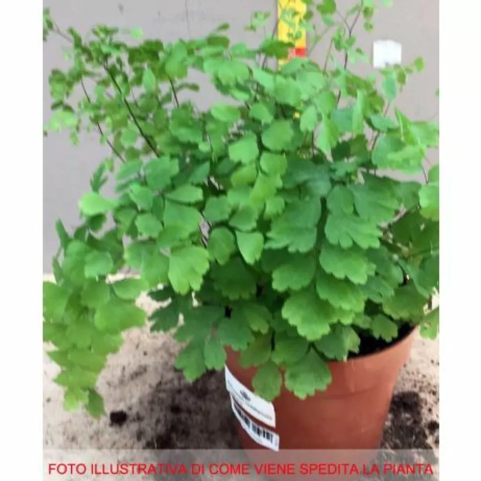 Adiantum Raddianum Fragrans Vaso 12Cm>PERAGASHOP Shop