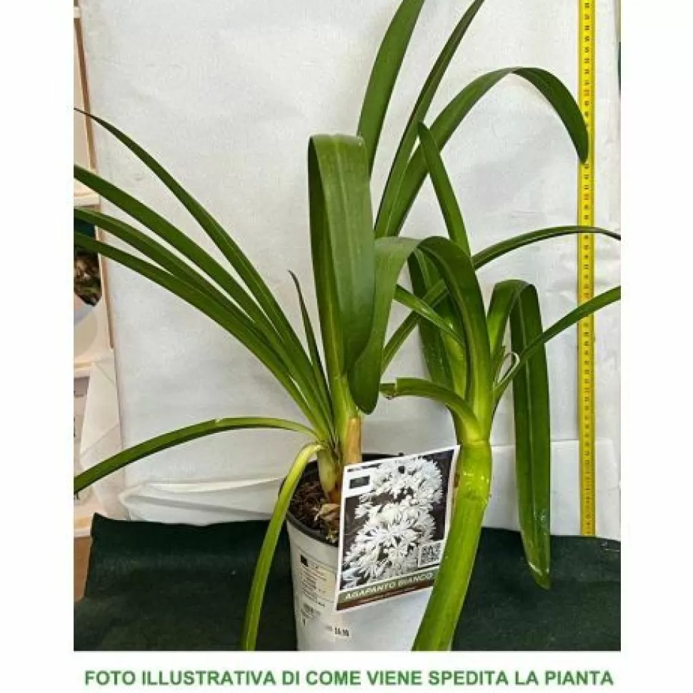 Agapanthus Africanus Albus Vaso 19Cm>PERAGASHOP Discount