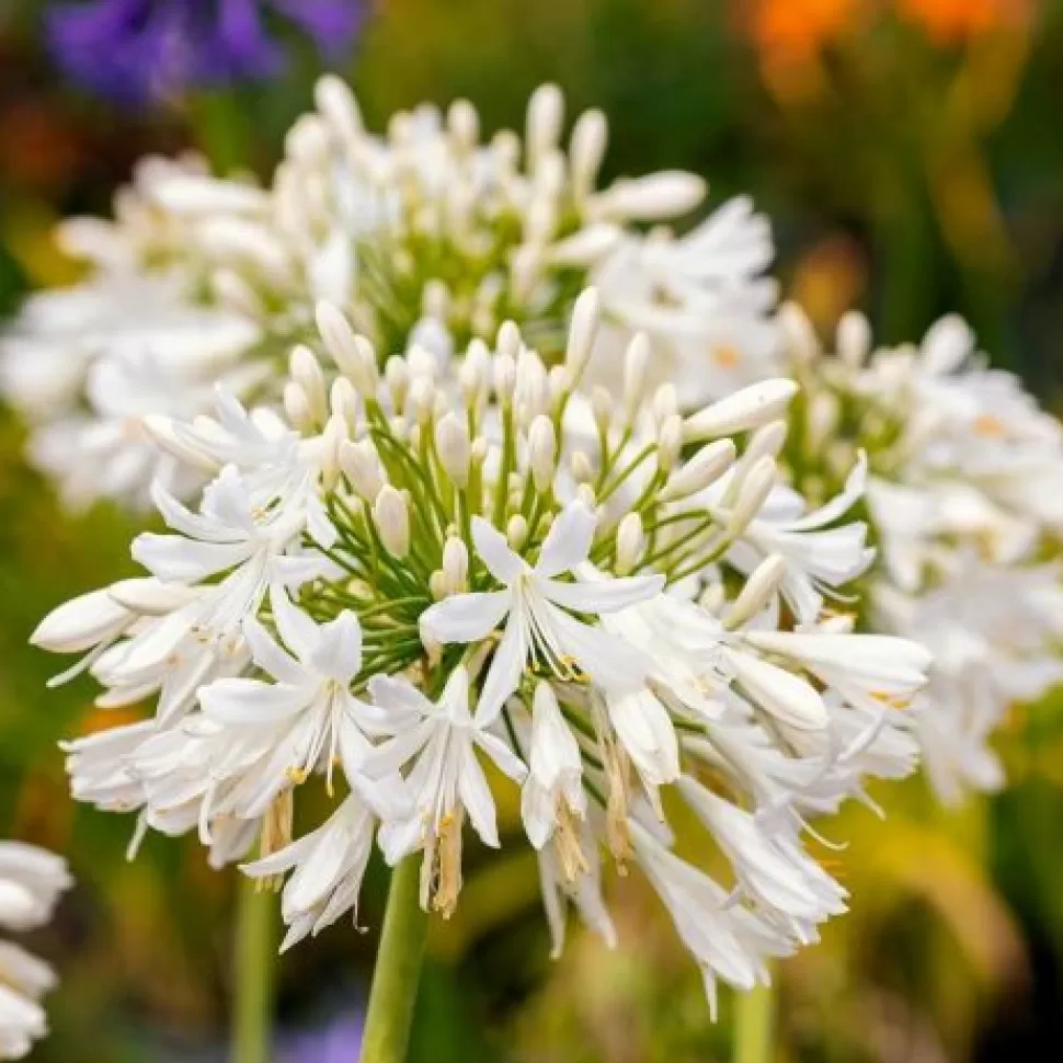 Agapanthus Africanus Albus Vaso 19Cm>PERAGASHOP Discount