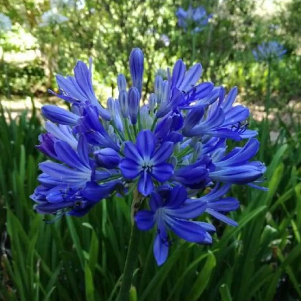 Agapanthus Blu Vaso 17Cm>PERAGASHOP Best Sale