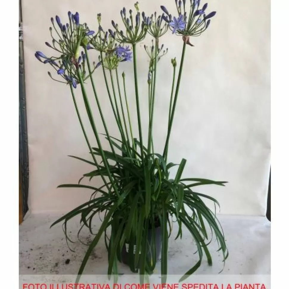 Agapanthus Blu Vaso 17Cm>PERAGASHOP Best Sale