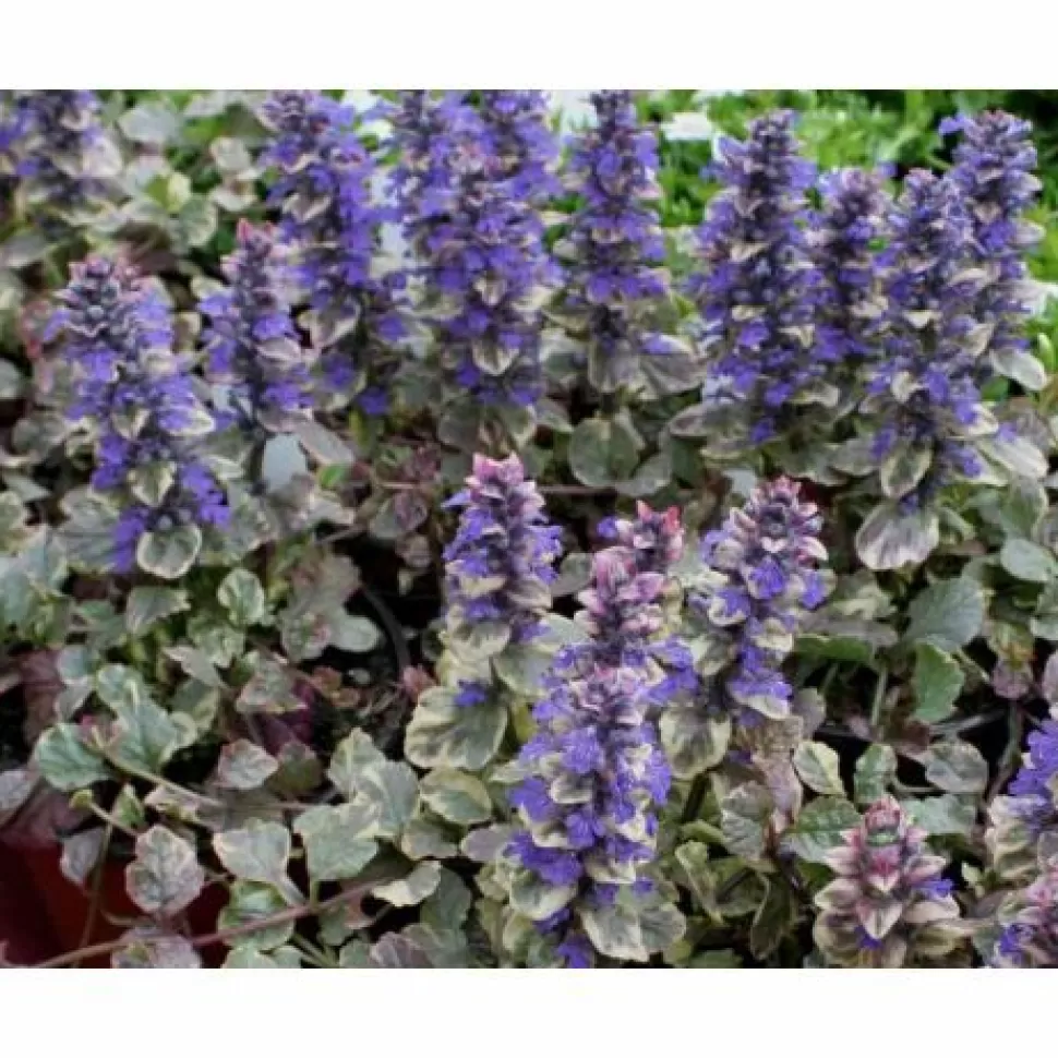 Ajuga Reptans Burgundy Vaso 18Cm>PERAGASHOP Best