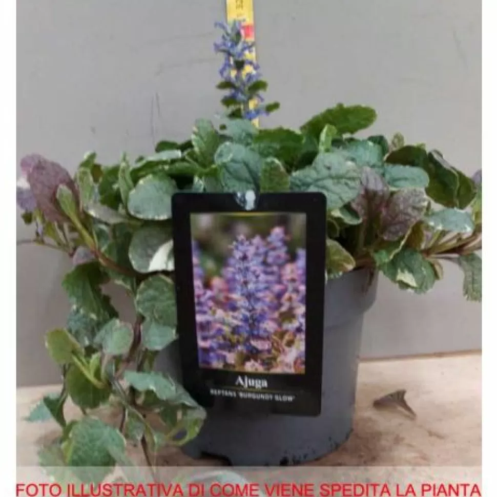 Ajuga Reptans Burgundy Vaso 18Cm>PERAGASHOP Best