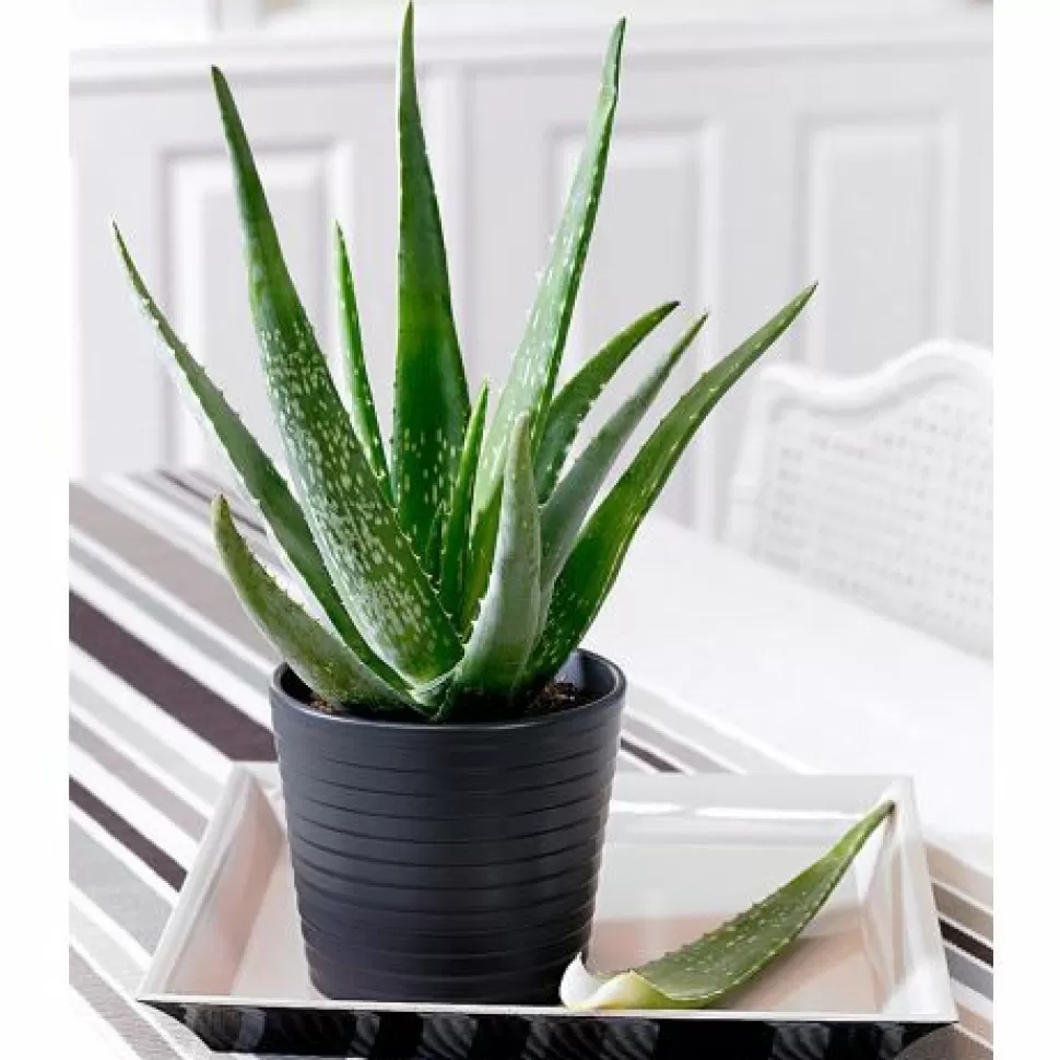 Aloe Vera In Vaso 12Cm>PERAGASHOP Shop