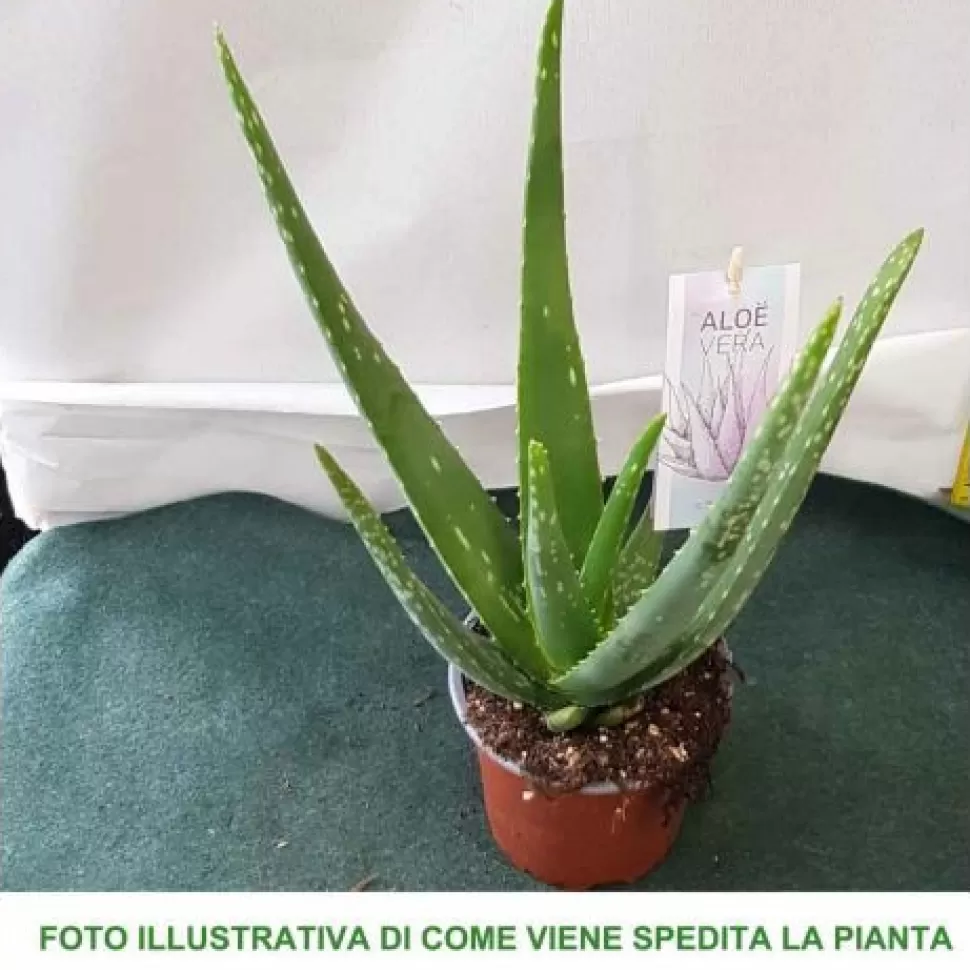 Aloe Vera In Vaso 12Cm>PERAGASHOP Shop