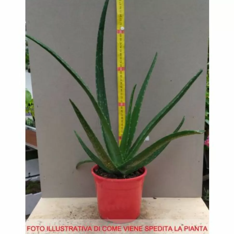 Aloe Vera In Vaso 15Cm>PERAGASHOP Fashion