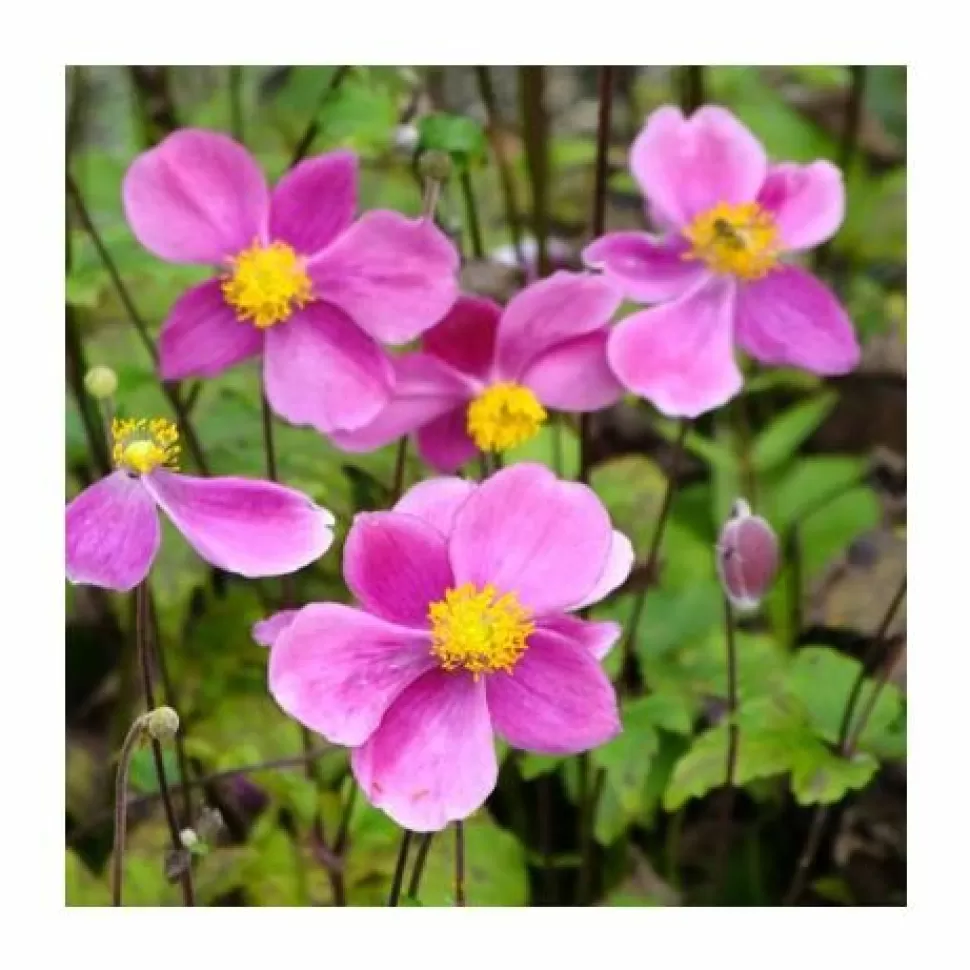 Anemone Hybrida Bowles Pink In Vaso Da 17>PERAGASHOP Best