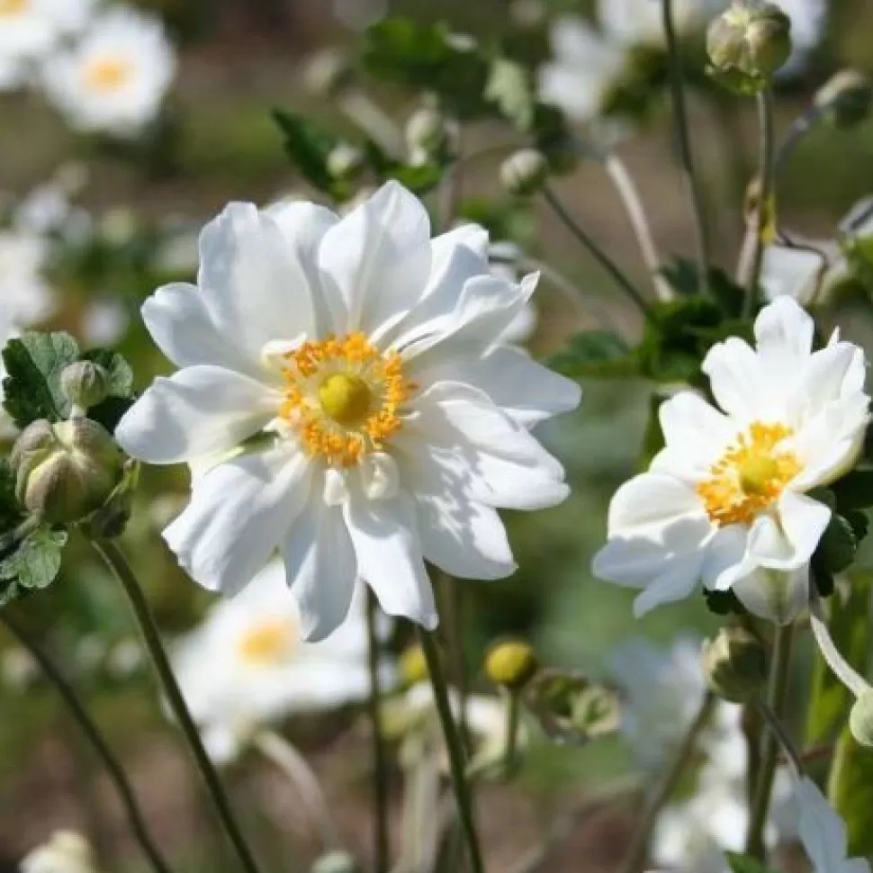 Anemone Hybrida Whirlwind In Vaso Da 18Cm>PERAGASHOP Online