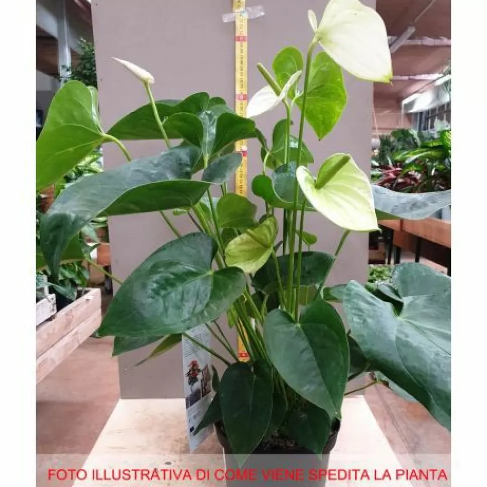 Anthurium Alaska Bianco In Vaso 17Cm>PERAGASHOP Sale