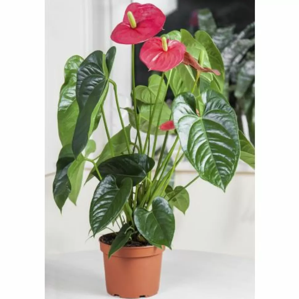 Anthurium Dakota Rosso In Vaso 26Cm>PERAGASHOP Flash Sale