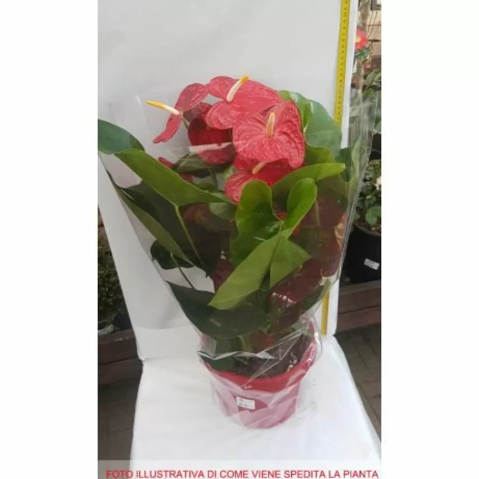 Anthurium Dakota Rosso In Vaso 26Cm>PERAGASHOP Flash Sale