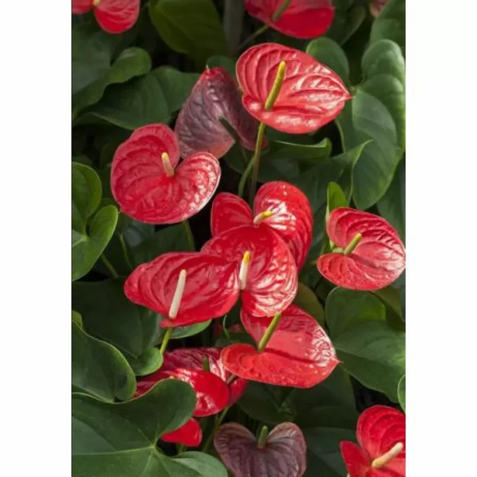 Anthurium Karma Rosso In Vaso 12Cm>PERAGASHOP Hot