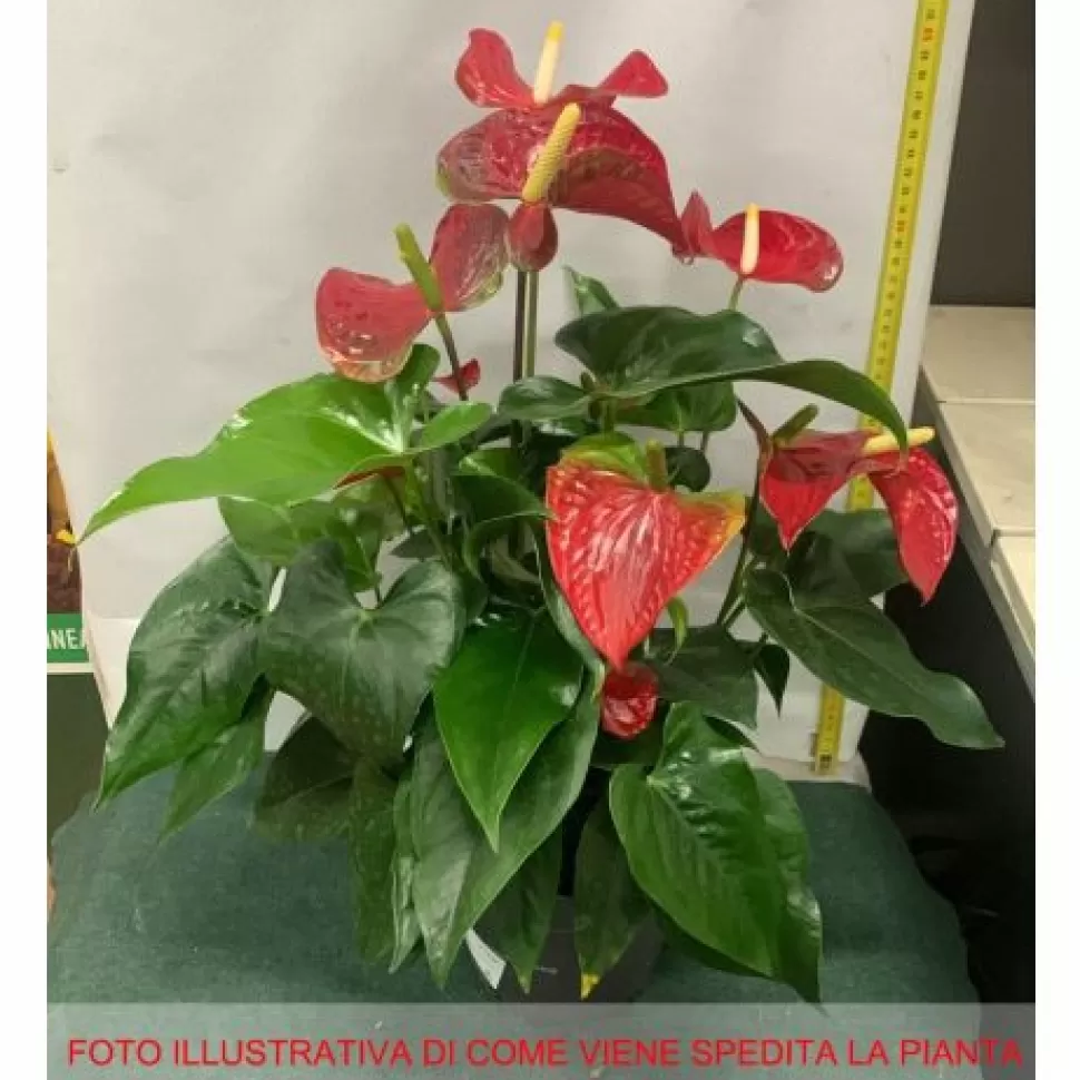 Anthurium Karma Rosso In Vaso 12Cm>PERAGASHOP Hot