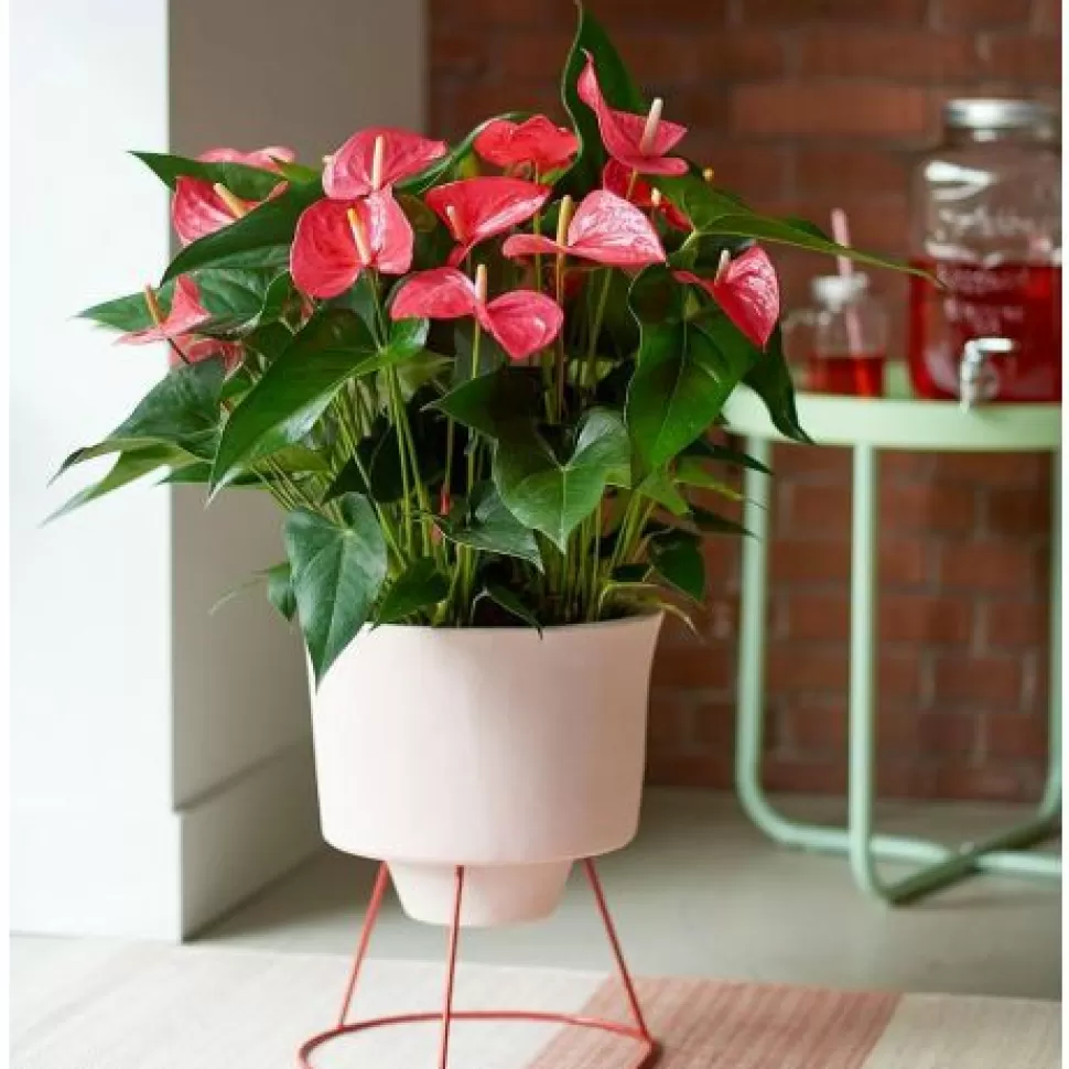 Anthurium Maine Rosa In Vaso 17Cm>PERAGASHOP Fashion