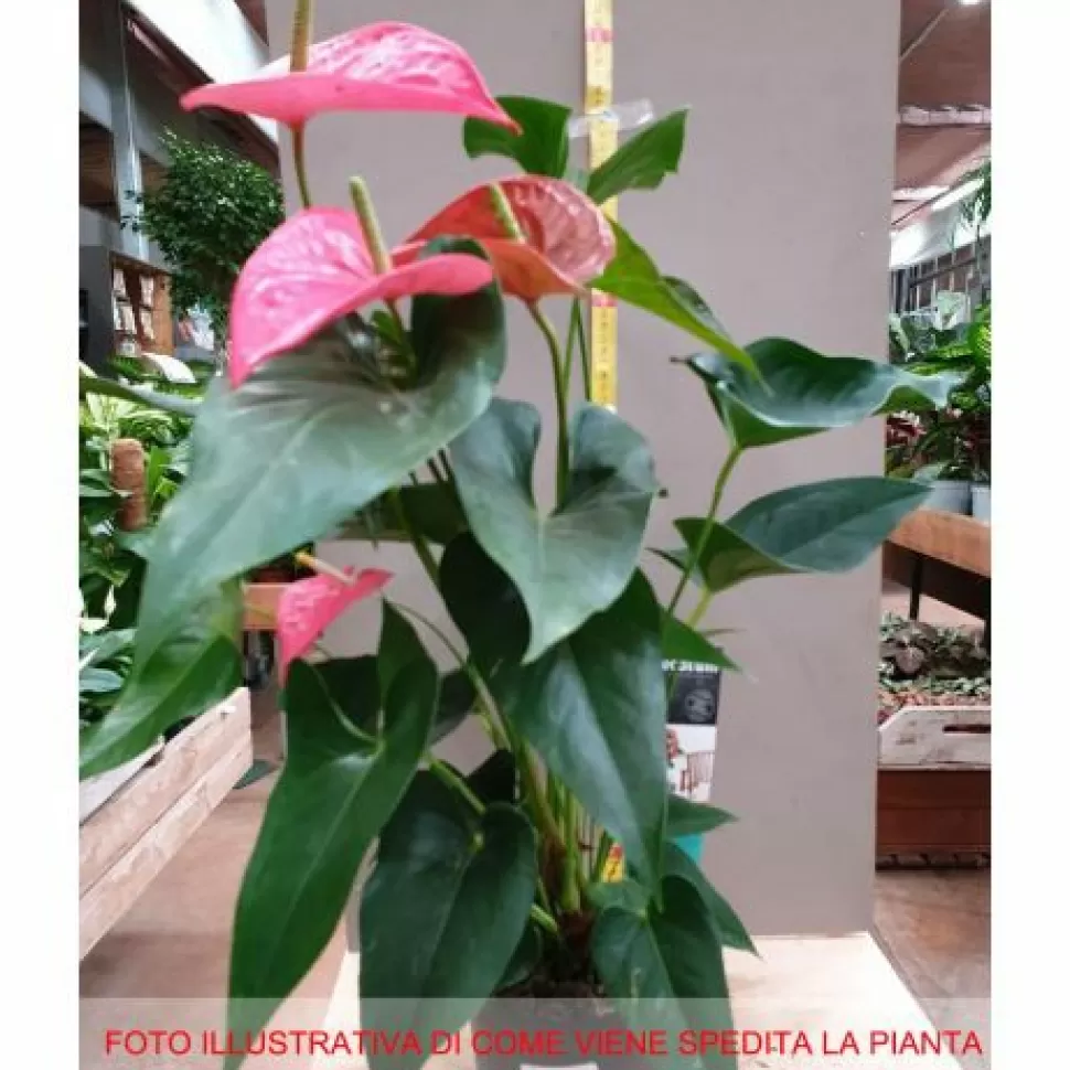 Anthurium Maine Rosa In Vaso 17Cm>PERAGASHOP Fashion