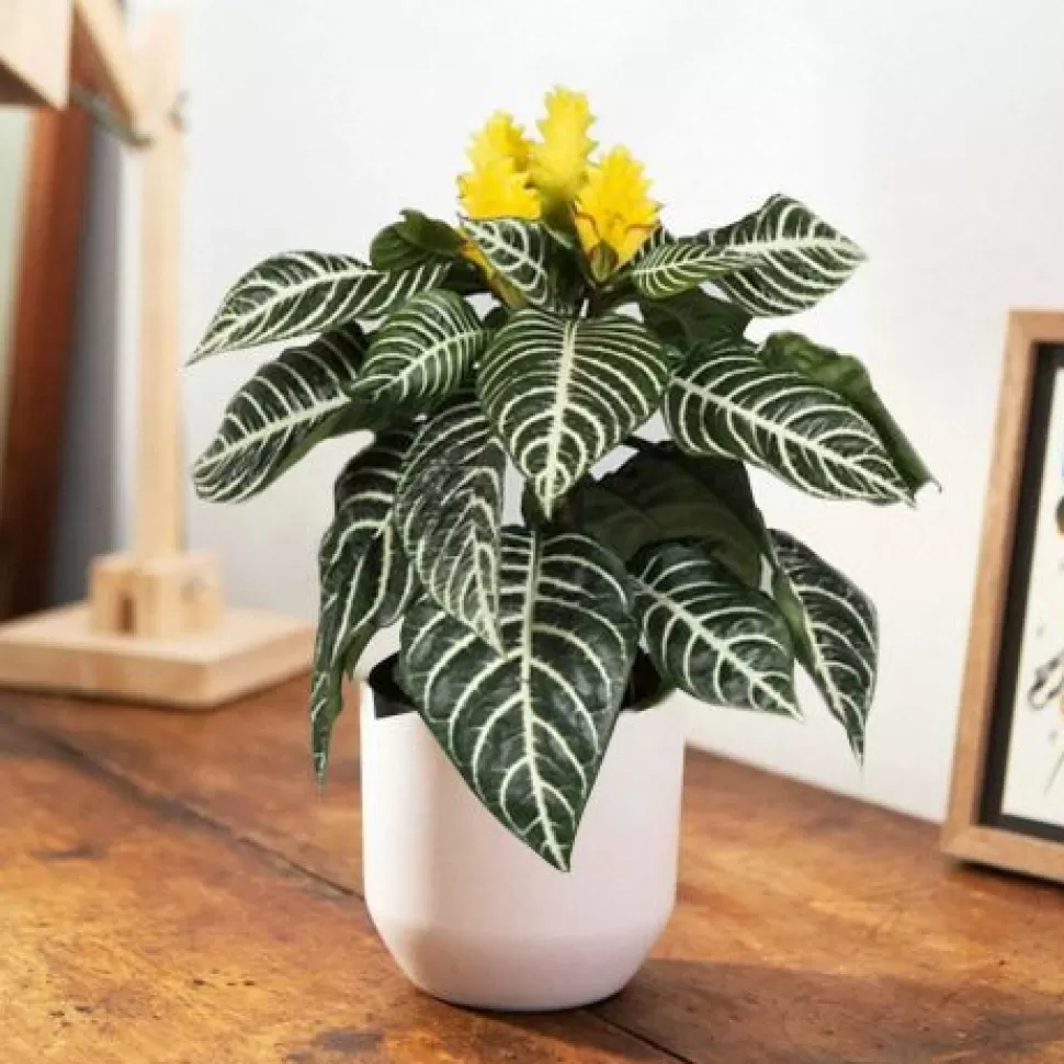 Aphelandra Pianta Zebra Vaso 13Cm>PERAGASHOP Best Sale