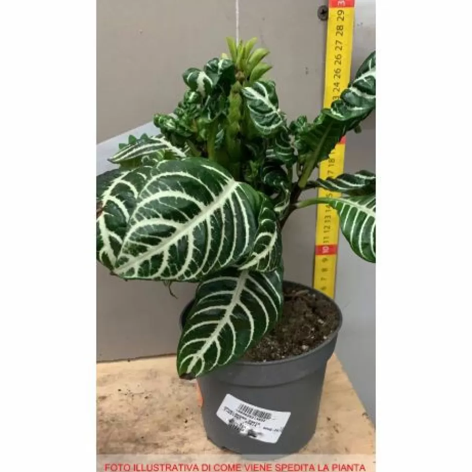 Aphelandra Pianta Zebra Vaso 13Cm>PERAGASHOP Best Sale