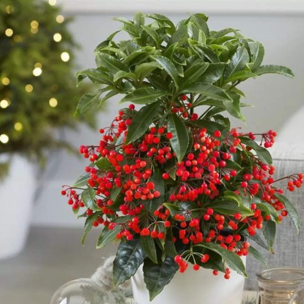 Ardisia Crenata Vaso 14Cm>PERAGASHOP Discount