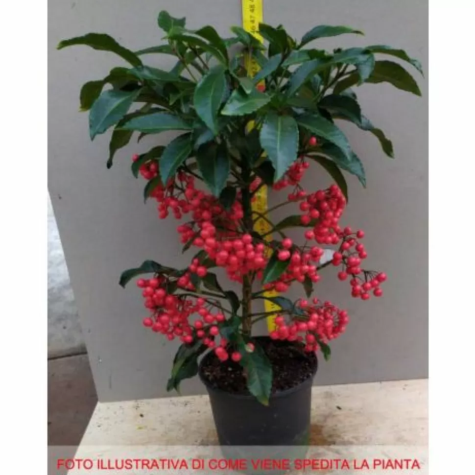 Ardisia Crenata Vaso 14Cm>PERAGASHOP Discount