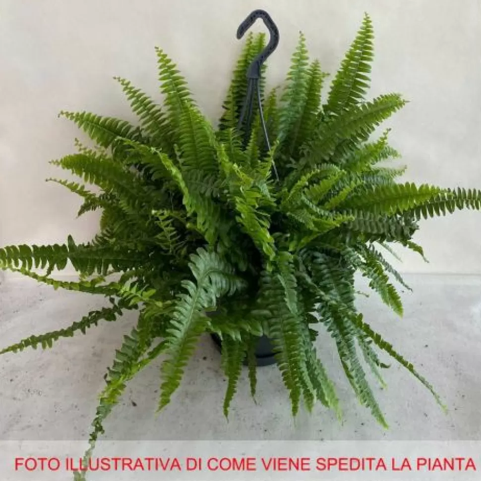 Asparagus Plumosus Vaso 12Cm>PERAGASHOP Online