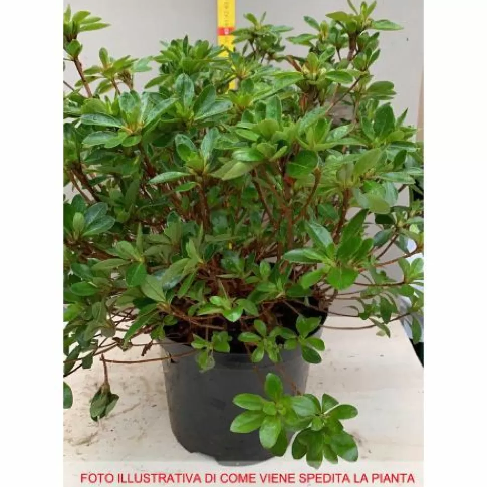 Azalea Japonica Rustica Amoena Vaso 18Cm>PERAGASHOP Cheap