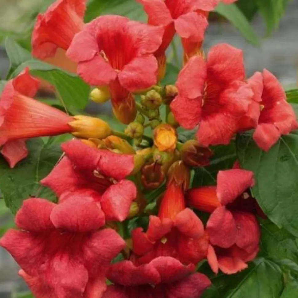 Bignonia Campsis Radicans Stromboli Vaso 18Cm>PERAGASHOP Hot