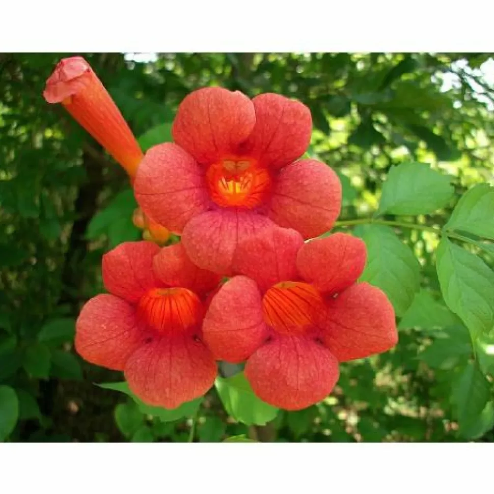 Bignonia Campsis Radicans Vaso 17Cm>PERAGASHOP Shop