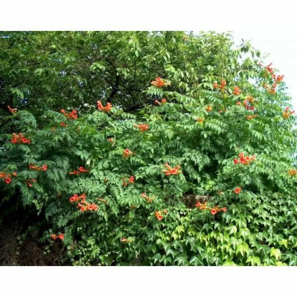 Bignonia Campsis Radicans Vaso 17Cm>PERAGASHOP Shop