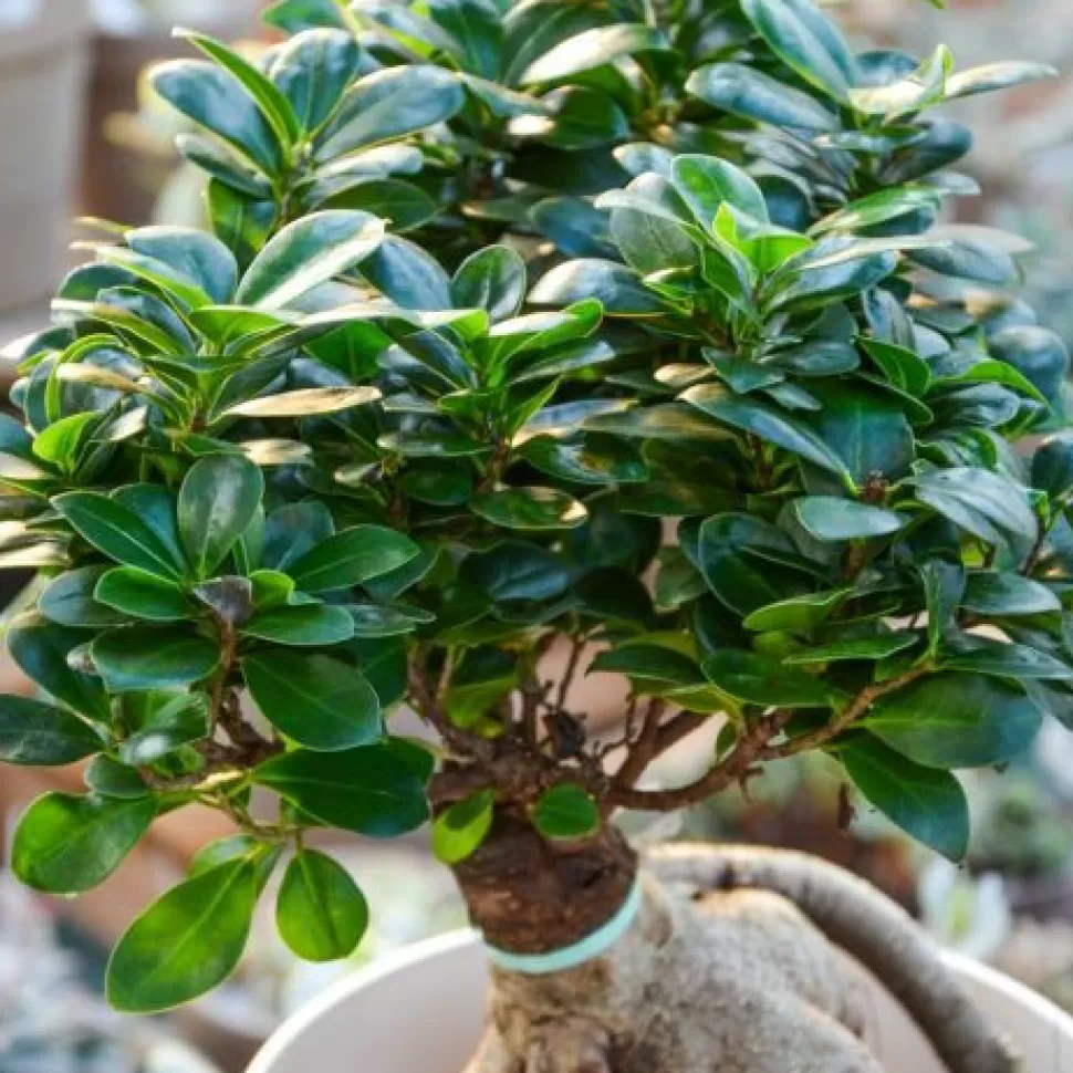 Bonsai Ficus Ginseng In Vaso 20Cm + Coprivaso A Scelta>PERAGASHOP Clearance