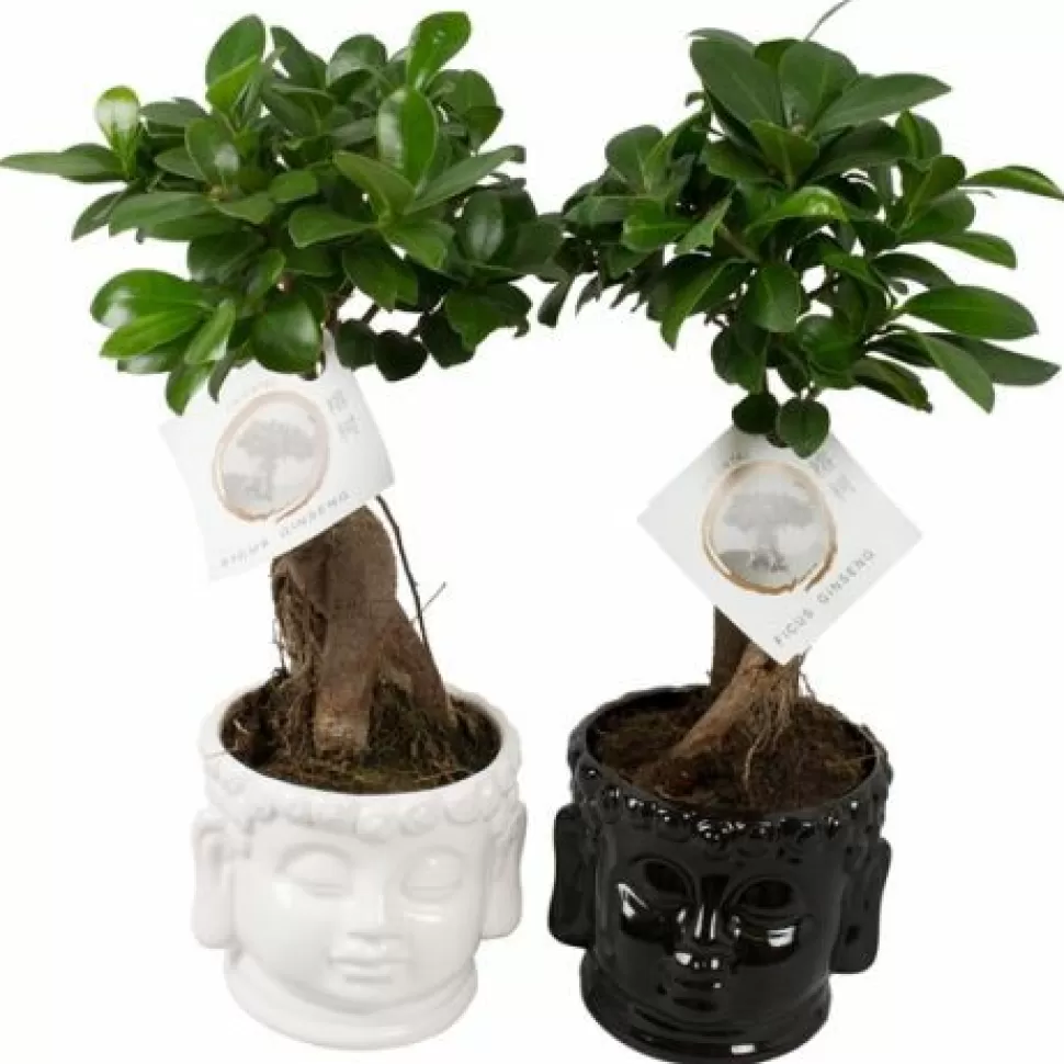 Bonsai Ficus Ginseng Vaso Buddha 15Cm>PERAGASHOP Best Sale