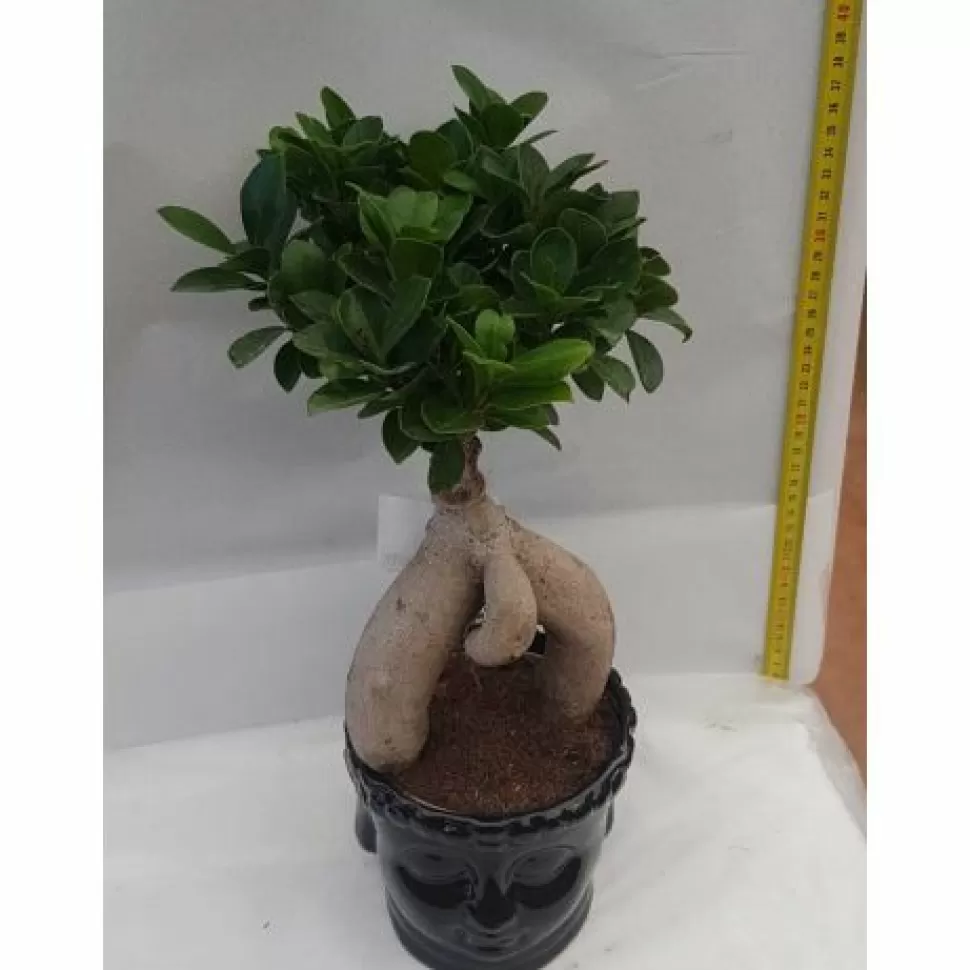 Bonsai Ficus Ginseng Vaso Buddha 15Cm>PERAGASHOP Best Sale