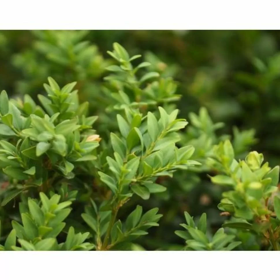 Bosso Buxus Sempervirens Vaso 19Cm>PERAGASHOP Cheap