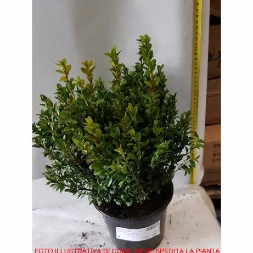 Bosso Buxus Sempervirens Vaso 19Cm>PERAGASHOP Cheap