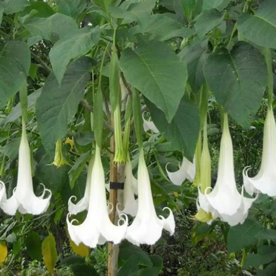 Brugmansia Datura Vaso 19Cm>PERAGASHOP Flash Sale