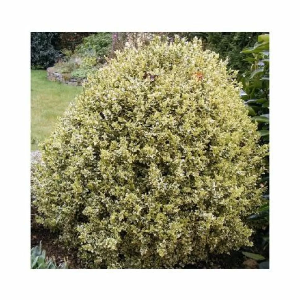 Buxus Sempervirens Elegans Vaso 17Cm>PERAGASHOP Shop