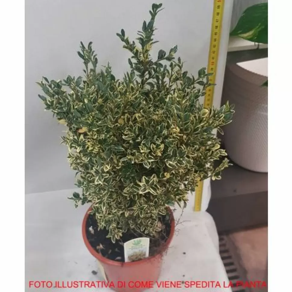 Buxus Sempervirens Elegans Vaso 17Cm>PERAGASHOP Shop