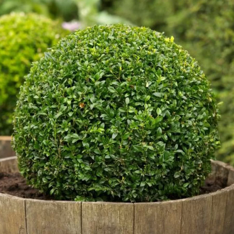 Buxus Sempervirens Vaso 23Cm>PERAGASHOP Shop