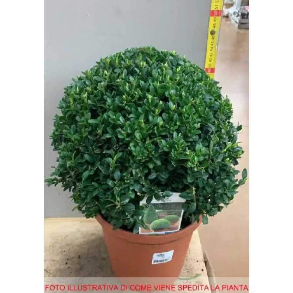 Buxus Sempervirens Vaso 23Cm>PERAGASHOP Shop