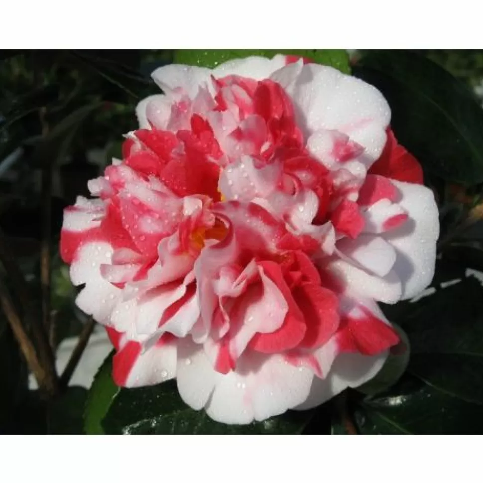 Camelia Japonica Coletti Vaso 17Cm>PERAGASHOP Shop