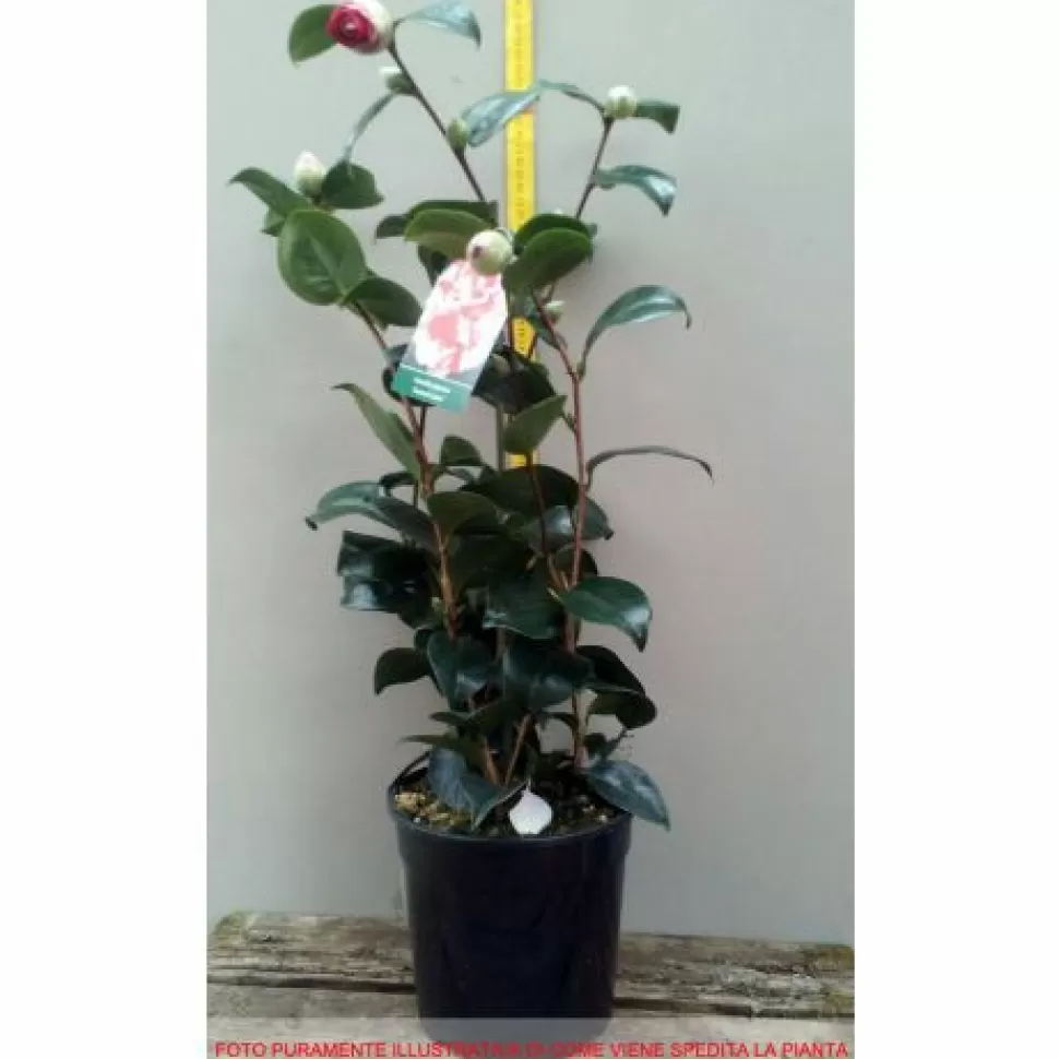 Camelia Japonica Coletti Vaso 17Cm>PERAGASHOP Shop