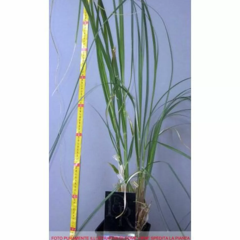 Cortaderia Selloana Rosea In Vaso 17Cm>PERAGASHOP Fashion