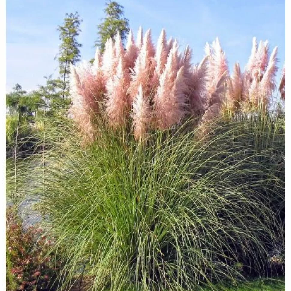 Cortaderia Selloana Rosea In Vaso 17Cm>PERAGASHOP Fashion