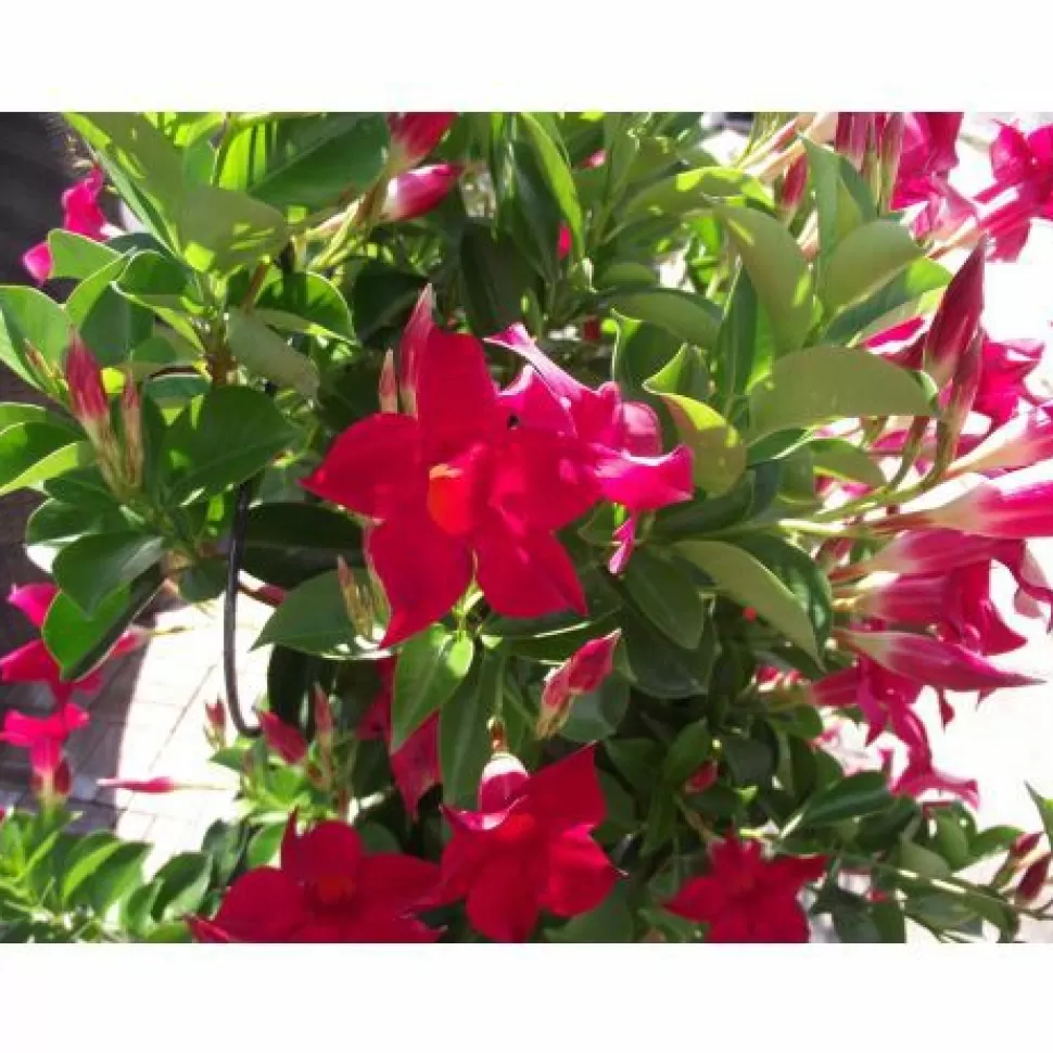 Dipladenia Rossa Vaso 14Cm>PERAGASHOP Cheap