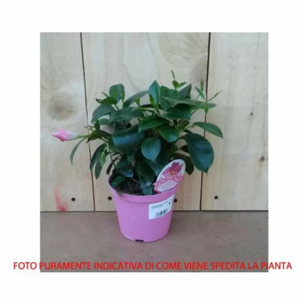 Dipladenia Rossa Vaso 14Cm>PERAGASHOP Cheap